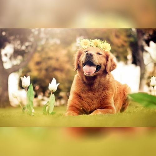 http://alldatmatterz.com/img/article/1226/dog friendly.jpg